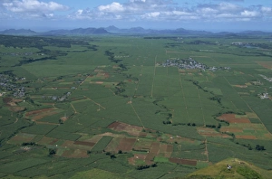 Mauritius Travel Photography Drucke: Sugar cane fields from Le Puce peak, Port Louis, Mauritius, Africa