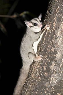Pacific Ocean Animals Drucke: Sugar glider (Petaurus breviceps)