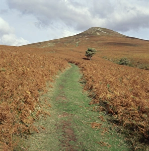 Autumn In The UK Drucke: The Sugar Loaf