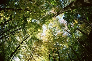 German Autumn Foliage Photos Drucke: Sugar maple trees in autumn