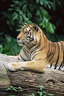 Drucke von Der Sumatrentiger (Panthera tigris sumatrae) kann bis zu 120 kg wiegen und wird im Singapur Zoo in Singapur lebendig gehalten. Er ist endemisch für Südostasien oder Asien Singapur Drucke: Südostasiatischer Tiger