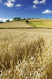 Peaceful English Countryside Drucke: Summer Fields, Thorverton, Devon, England, United Kingdom, Europe