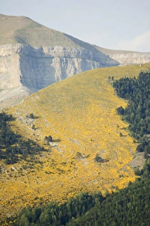 EU Travel Destinations Drucke: Summer flowers