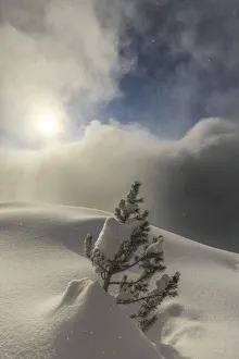 Valtellina Landscape Drucke: The sun illuminates small pine tree during a snowfall, Valmalenco, Valtellina, Lombardy