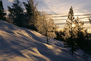 Contemporary European Landscapes Drucke: Sun through trees