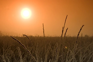 NRW Nature Photography Drucke: Sunrise in the fen
