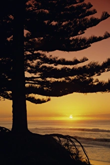 North Island Coastal Landscape Drucke: Sunrise, Pine Beach