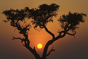 African Wildlife Photoshoots Drucke: Sunset with an acacia