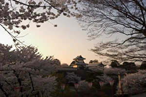 Asian Landscape Photography Tips Drucke: Sunset, cherry blossom