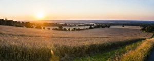 British Agricultural Scenery Drucke: Sunset over fields just outside Guildford, Surrey, England, United Kingdom, Europe