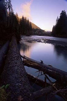 Olympic National Park Landscape Drucke: Sunset over the Hoh River