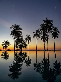 Drucke von Sonnenuntergangsreflexion von Palmen in einer Infinity-Pool am Resort auf Madagaskar Verwandte Bilder Drucke: Sonnenuntergangsreflexion von Palmen in einer Endlosschwimmbecken eines Resorts auf Madagaskar