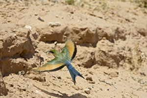 Swallow-tailed bee-eater