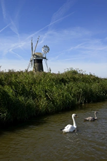 Norfolk Countryside Scenes Drucke: Swans in front of St. Benets windmill on the River Thurne