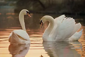 Nature Photography Drucke: Two swans on water