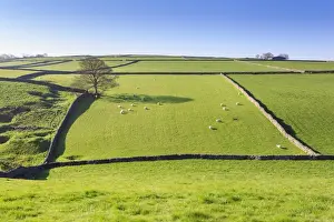 Horizontal Landscape Photography UK Drucke: Sweeping landscape featuring dry stone wall in spring, Peak District National Park