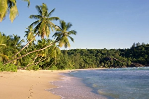 Palm Tree Scenic Views Drucke: Takamata Beach