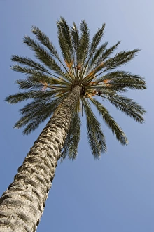 Sicilian Coastal Scenery Drucke: Tall palm tree