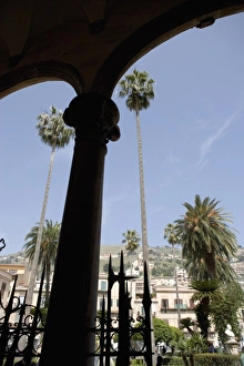 Palermo Italy Landmarks Drucke: Tall palm trees