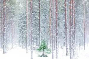 Drucke von Große Bäume im schneebedeckten Wald umhüllt von der Morgennebelung Finnland Drucke: Hohe Bäume im schneebedeckten Wald am Morgenrausch umgeben von der Stadt Alaniemi in Rovaniemi im lappländischen Gebiet