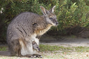 Flinders Chase National Park Drucke: Tammar wallaby (Macropus eugenii), Flinders Chase National Park, Kangaroo Island