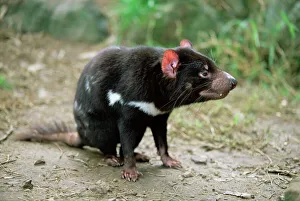 Tasmanischer Dämon (Sarcophilus harrisii), Gefangener im Ausland von Australien im Pazifik.