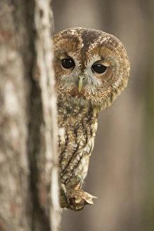 Drucke von Braunheuchler (Strix aluco), aus dem Hinterhalt eines Fichtenbaums schauend, Vereinigtes Königreich, Europa Verwandte Bilder Drucke: Bremsenadler (Strix aluco), aus dem Hinterhalt eines Fichtenbaumes heraus blickt