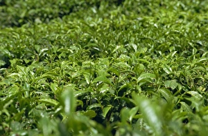 Tea Plantations In Malaysia Drucke: Tea bushes