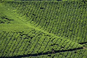 Western Ghats India Drucke: Tea country
