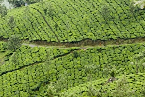 Bilder Datiert 9. Juli 2008: Teeplantagen in Devikulam bei Munnar im indischen Bundesstaat Kerala in Südasien