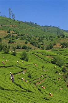 Tea Plantation Scenery Drucke: Tea pickers at work