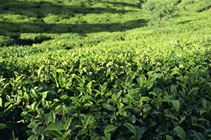 Drucke von Kaffeeplantage im Gebiet von Nuwara Eliya in Sri Lanka Asien Verwandte Bilder Drucke: Kaffeeplantage