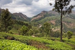 Scenic Views Of Munnar Hills Drucke: Tea plantations in the mountains of Munnar, Kerala, India, Asia