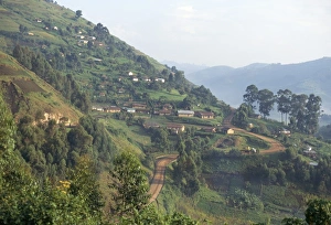African Countryside Scenes Drucke: Terraced fields on the road to Kisoro