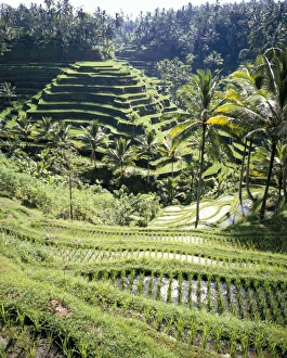 Rice Farming In Asia Drucke: Terraced rice fields