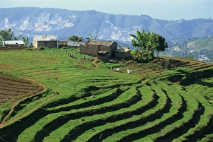 Central America Travel Images Drucke: Terracing on small farm