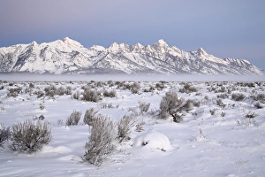 Wyoming Winter Landscapes Drucke: Teton range at dawn in winter