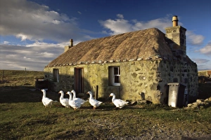 Outer Hebrides Travel Destination Drucke: Thatched house