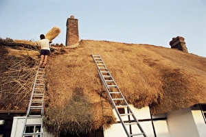 European Traditional Architecture Drucke: Thatcher at work renewing thatch on cottage, England, United Kingdom, Europe