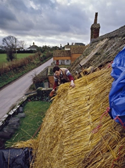 UK Travel Destinations Outdoors Drucke: Thatching a cottage at Stoke St. Gregory, Somerset, England, United Kingdom, Europe