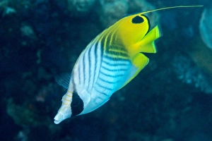 Australian Underwater Photography Drucke: Thread fin butterflyfish (Chaetodon auriga), usually seen in pairs, Queensland, Australia