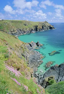 The Lizard Cornwall Drucke: Thrift flowering on the cliffs, The Lizard, Cornwall, England, UK