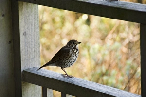 Isles Of Scilly Drucke: Thrush, Bryer (Bryher)