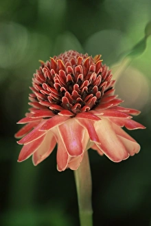 Tropical Outdoor Photography Drucke: Torch ginger flower, St