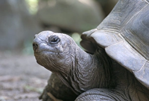 Drucke von Schildkröte, Südküste, Curieuse-Insel, Seychellen, Indischer Ozean, Afrika Seychellen Drucke: Schildkröte, Südküste.