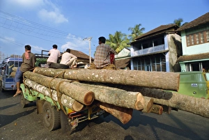 Sustainable Forestry Practices Drucke: Transporting coconut trees to saw mill