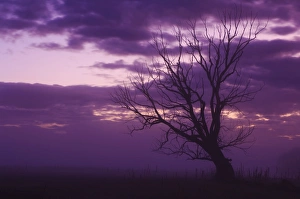 South Island Nature Scene Drucke: Tree, Alexandra