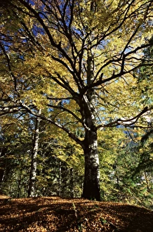 Baum mit Herbstfarben