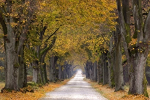 Tree Lined Street Germany Drucke: Tree Avenue