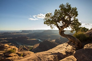 Colorado River Scenic View Drucke: Tree and Colorado River in the background, Dead Horse Point State Park, Moab, Utah